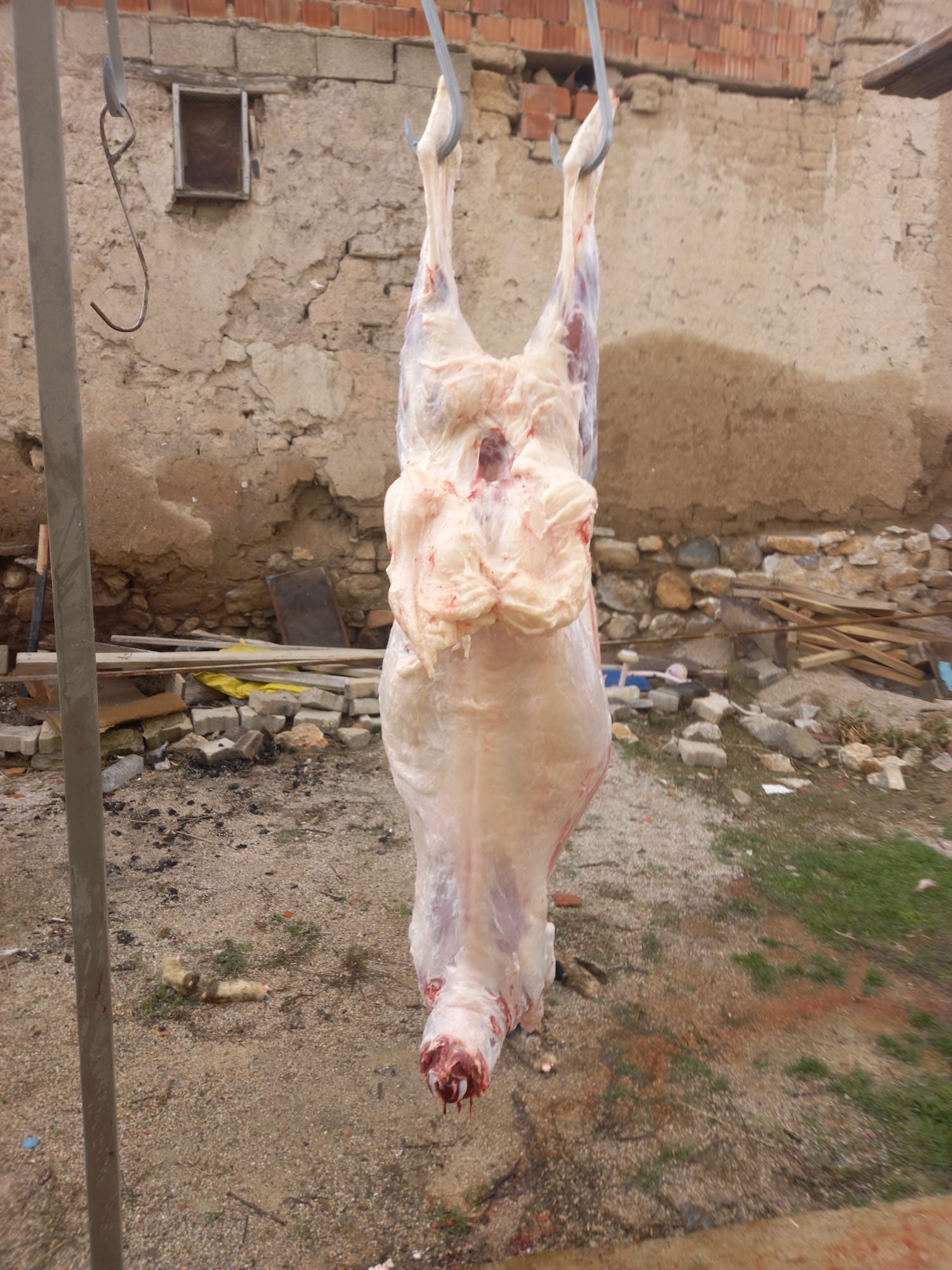 42 S Atalay Hayvancılık